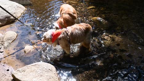 zwei langhaarige hunde, die in der hand an einem gebirgsbach in colorado spielen und trinken