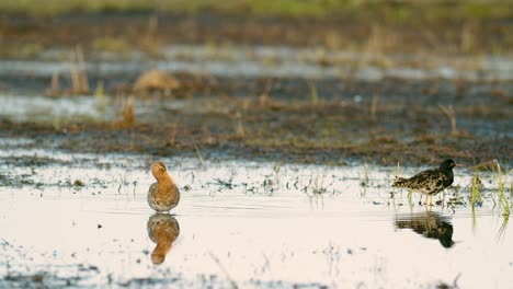 Black-tailed-godwit-during-spring-migration-in-wetlands-flooded-meadow-feeding-and-resting