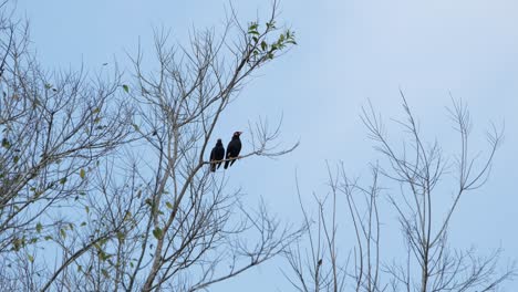 A pair of Common Hill Myna Gracula religiosa flies down from the tree to the right side of the frame.