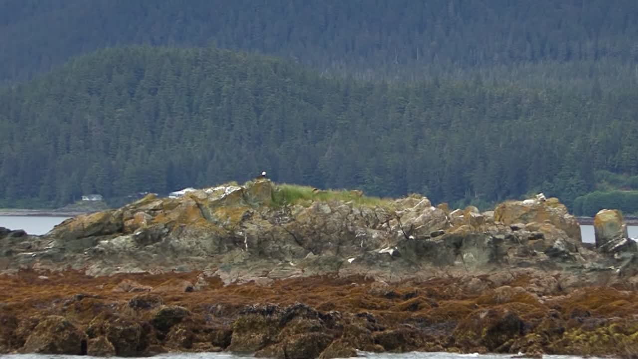águila calva se encuentra en la cresta rocosa de una isla rocosa muy pequeña en alaska