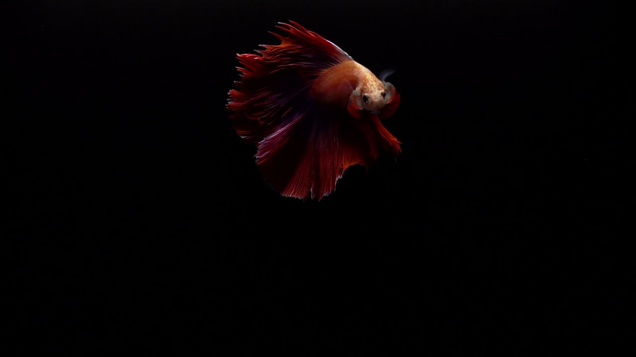 яркая и красочная сиамская боевая рыбка betta splendens, также известная как тайская боевая рыбка или бетта, популярная аквариумная рыбка в суперзамедленной съемке на черном фоне