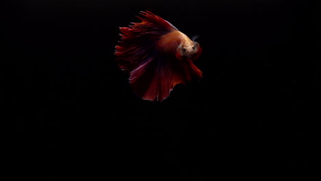 Vibrant-and-colourful-Siamese-fighting-fish-Betta-splendens,-also-known-as-Thai-Fighting-Fish-or-betta,-a-popular-aquarium-fish-in-super-slow-motion-on-black-background