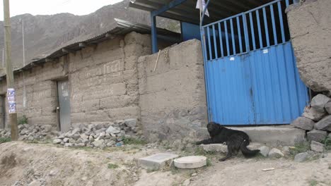 black dog relaxing in front of a house in rural peru