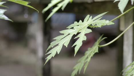 Primer-Plano-De-Hojas-De-Papaya-Mojadas-Bajo-Fuertes-Lluvias,-Gotas-De-Lluvia-En-El-Fondo