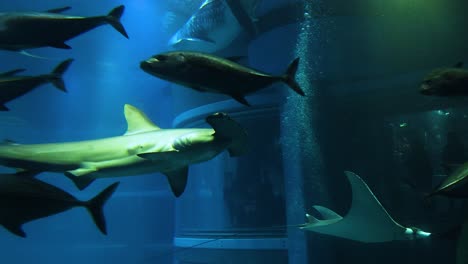 el tiburón martillo se desliza por el agua entre los peces.