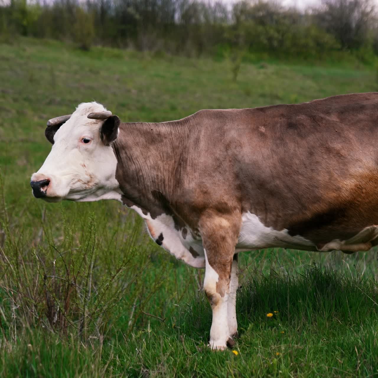 Mucca stupenda che mangia erba verde. Movimento al rallentatore di una mucca che mangia erba