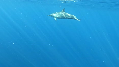 delfines nadando libremente cerca de la superficie del agua - toma submarina