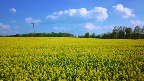 low angle, gentle movement of drone flying forward across rapeseed field in southern poland