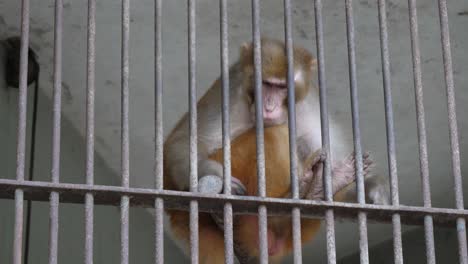 rhesus macaque resting near behind metal bars of enclosure