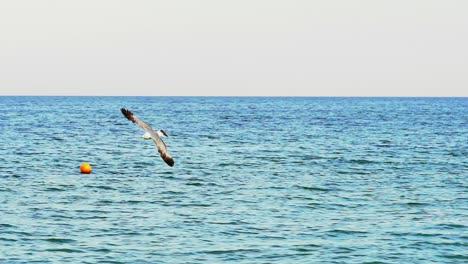 seagull in flight above sea surface. gull in the sky. slow motion