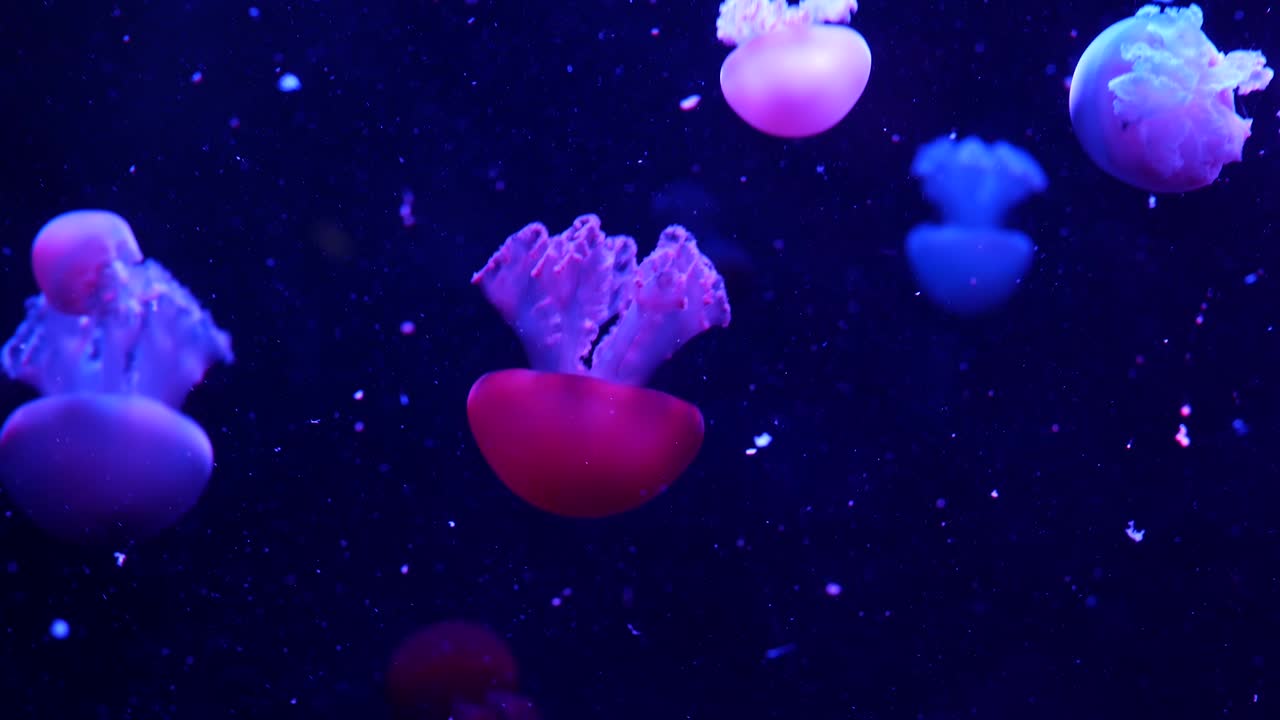 반이는 활기찬 형광 젤리피쉬, 물 에서 빛나는, 어두운 네온, 역동적인, 박동하는, 자외선, 흐릿한, 이 없는, 은 배경, 환상, 몽환적, 신비주의적, 시데릭 댄스, 인광, 우주 메두사.