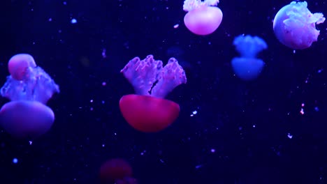 brillante vibrante medusa fluorescente brilla bajo el agua, neón oscuro dinámico pulsante ultravioleta borroso fondo en bucle sin costuras. fantasía hipnótica mística danza pcychedélica. medusa cósmica fosforescente