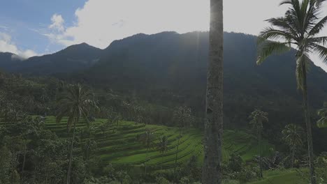 Tracking-gimbal-shot-of-lush-rice-paddies-with-sun-shining-through