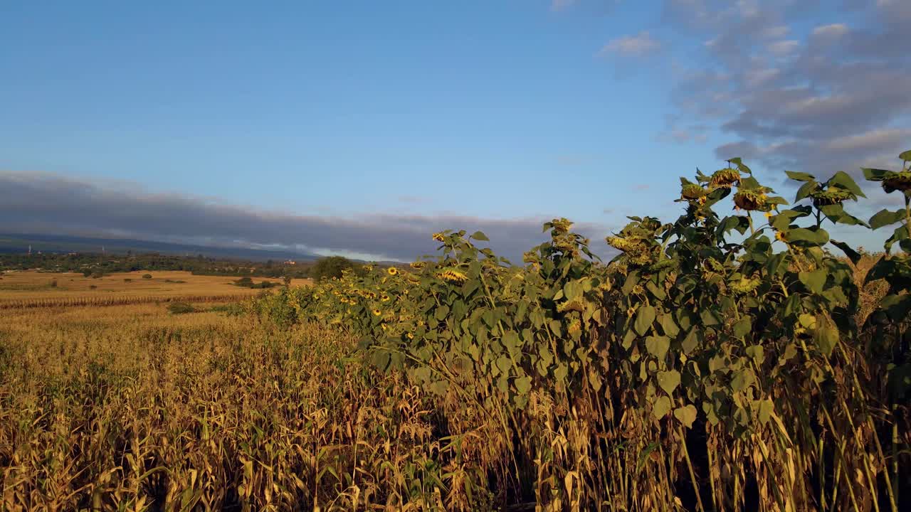 vista aérea lejos de los girasoles secos, en el campo de áfrica - reversa, disparo de drones