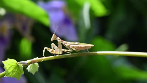 mirando hacia la izquierda bajo el calor del sol de la mañana con un escenario de hábitat perfecto mientras sopla un viento suave, mantis flor enjoyada, creobroter gemmatus, tailandia