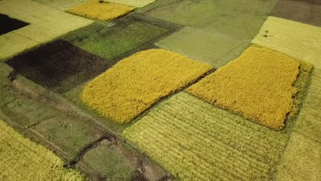 yellow fields. ethiopian farms. geometrical patterns