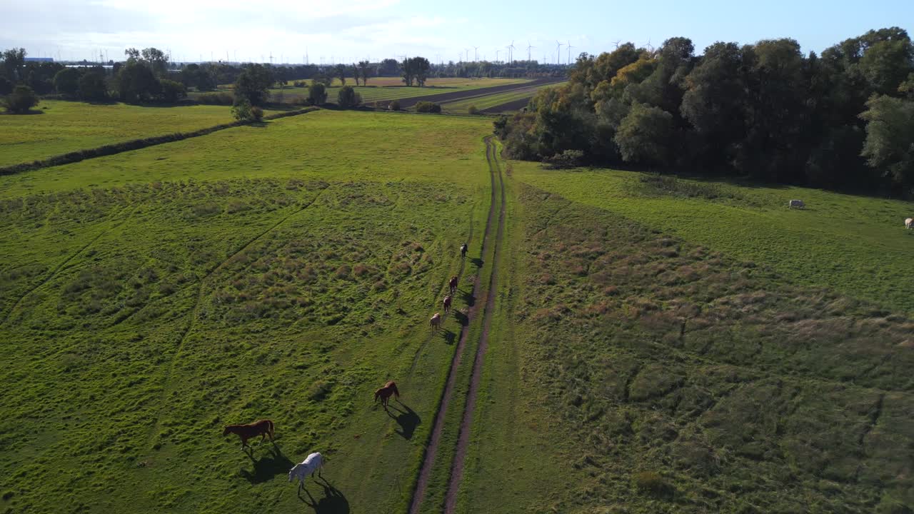 fantástica vista aérea vuelo sobrevuelo imágenes de drones de manada de caballos en campo de pasto en brandeburgo havelland alemania al atardecer de verano de 2022