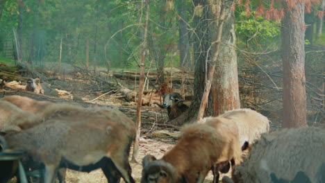 Herd-of-Cameroon-Sheep-and-Rams-Wandering-and-Grazing-in-the-Forest