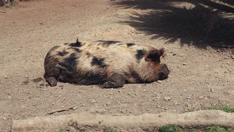 sleeping kunekune  after wallowing in mud