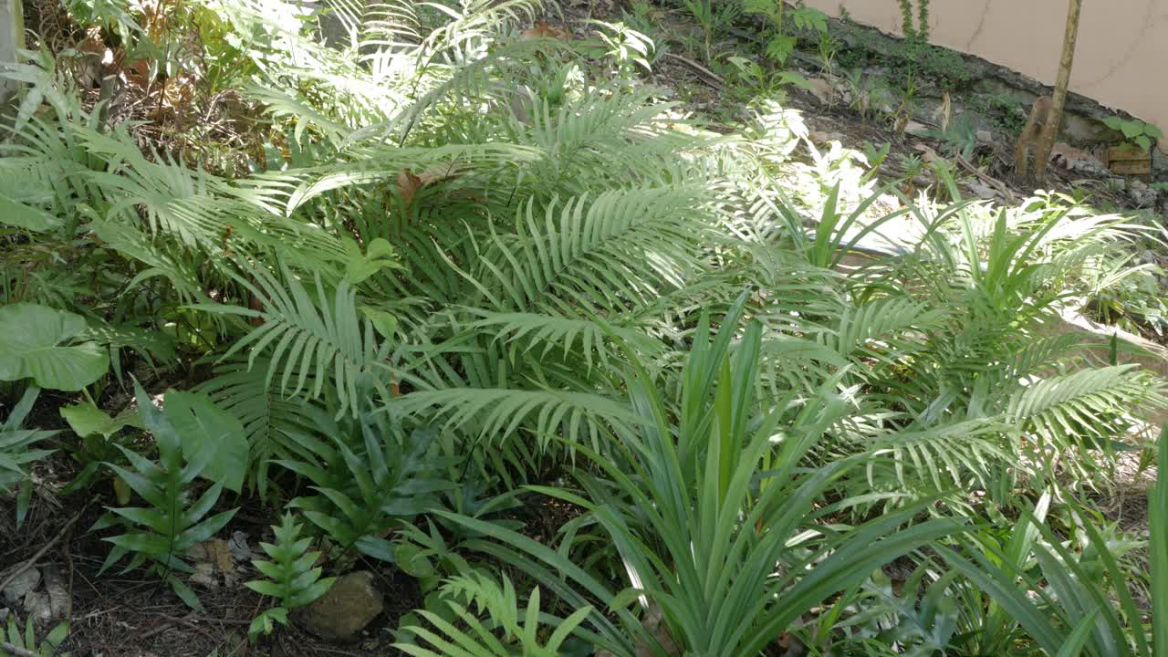 즙이 많은 이국적인 열대 고사리는 copyspace가 있는 질감을 남깁니다.