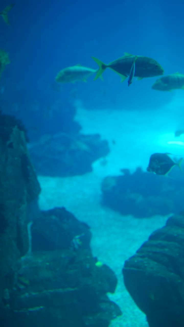 Vibrant Underwater Scenes with Fish and Rock Formations