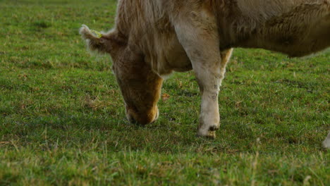 grazing cow on the hill during sunny autumn day close-up view