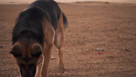 Bored-german-shepherd-trying-to-dig-at-Lucerne-Valley-California