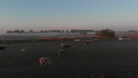 Rinder-Laufen-Während-Eines-Epischen,-Nebligen,-Nebligen-Sonnenaufgangs-Auf-Dem-Feld