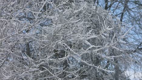 Frozen-branches-coated-with-heavy-ice-from-freezing-rain-the-night-before,-in-this-smooth-slow-motion-clip