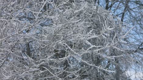 frozen branches coated with heavy ice from freezing rain the night before, in this smooth slow motion clip