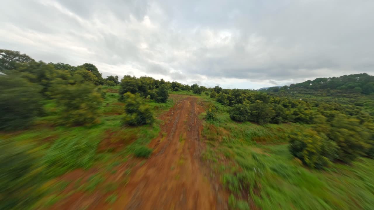 High-speed FPV drone flight capturing vast avocado orchards and lush green fields from above