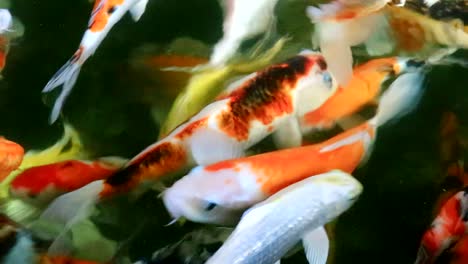 beautiful japanese koi fish in pond