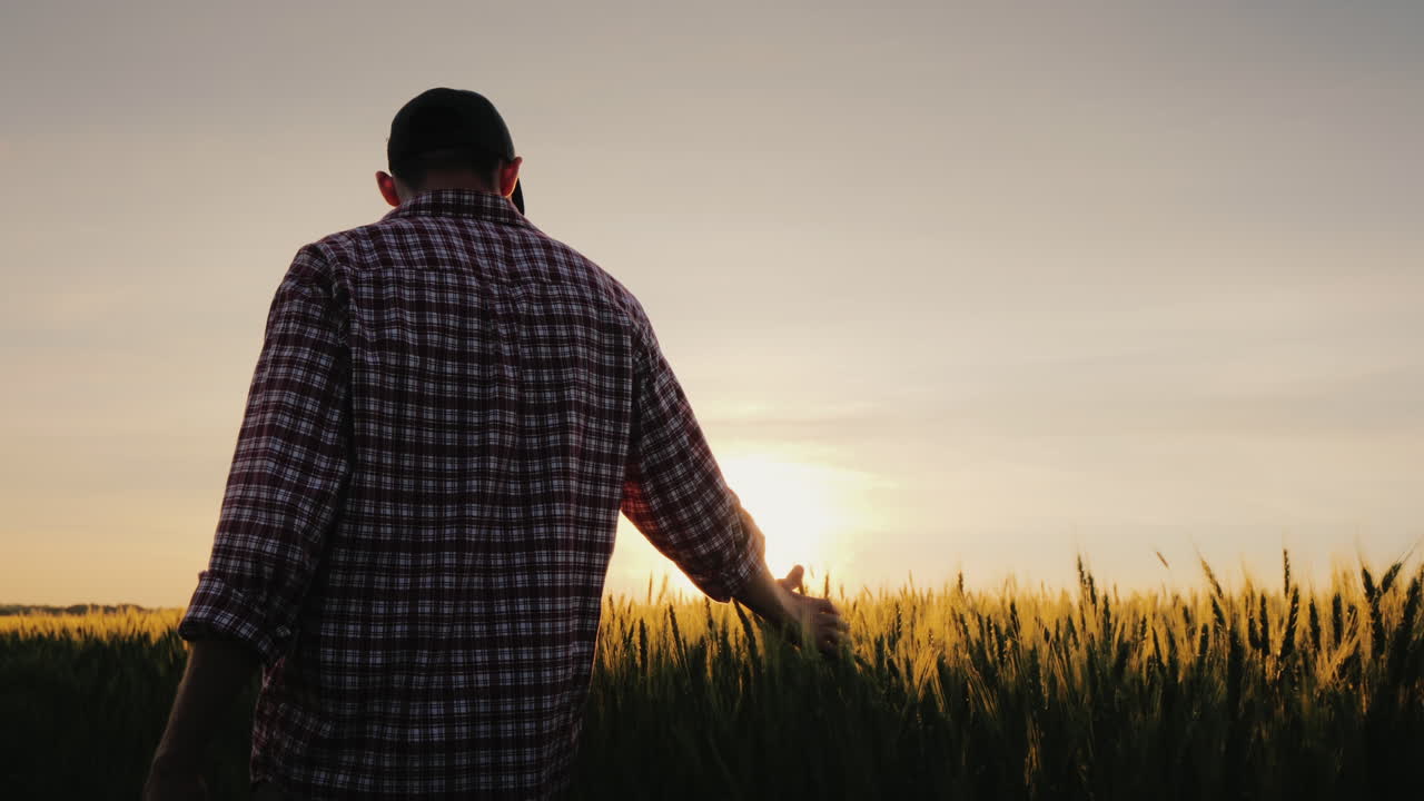 un hombre un granjero camina a través de un campo de trigo en los rayos del sol acariciando espiguillas con su palma
