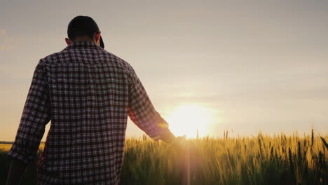 A-Man-A-Farmer-Walks-Across-A-Field-Of-Wheat-In-The-Rays-Of-Sunset-Stroking-Spikelets-With-His-Palm