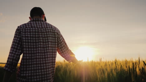 a man a farmer walks across a field of wheat in the rays of sunset stroking spikelets with his palm