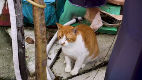 Quiet-and-pensive-stray-cat