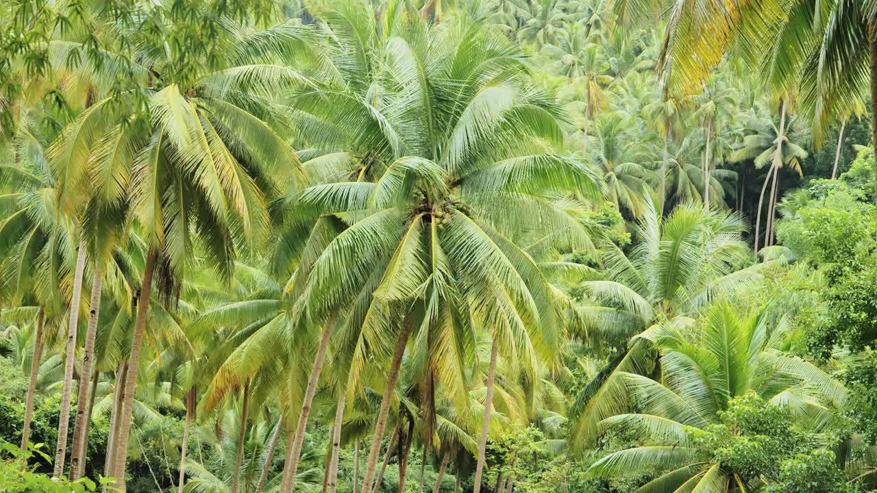 Dense coconut palm forest near Dao Falls, vibrant tropical greenery in Samboan