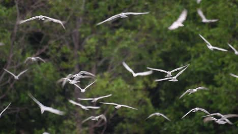 Seeschwalben-Sind-Seevögel,-Die-Auf-Der-Ganzen-Welt-Im-Meer,-In-Flüssen-Und-Anderen-Größeren-Gewässern-Zu-Finden-Sind