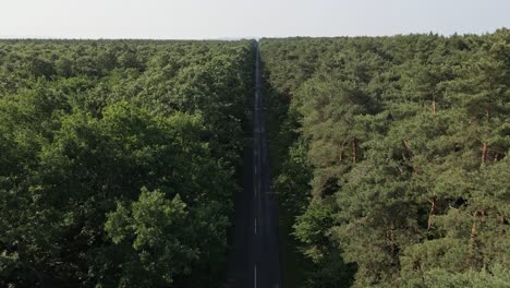 an aerial video captures a long, straight road slicing through a dense forest. the surrounding trees form a green corridor, creating a strong sense of symmetry, depth in the natural landscape.