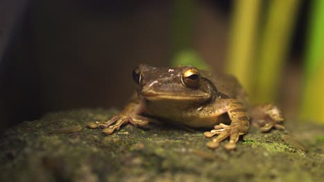 Bali-Nacht-Naturfrosch