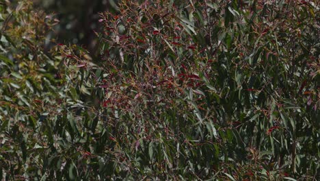 Eucalyptus leaves swaying in the wind