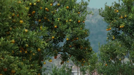 orange trees in orchard