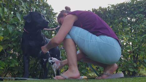 Frau-Wäscht-Und-Seift-Welpen-Im-Hausgarten-Ein