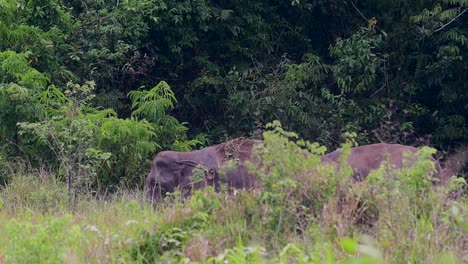 Los-Elefantes-Asiáticos-Son-Especies-En-Peligro-De-Extinción-Y-También-Son-Residentes-De-Tailandia