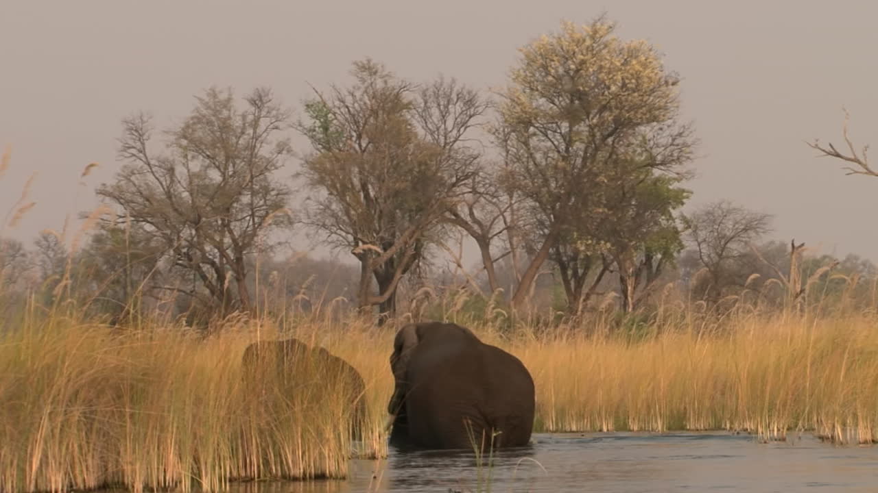 two male African elephants wade through water after swim, turn the corner and disappear behind reed, afternoon light