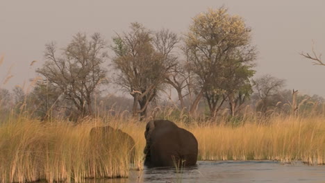 two male african elephants wade through water after swim, turn the corner and disappear behind reed, afternoon light