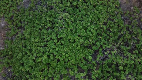 drone flying from red dirt over green plants over sea side cliff with waves crashing on rocks in hawaii