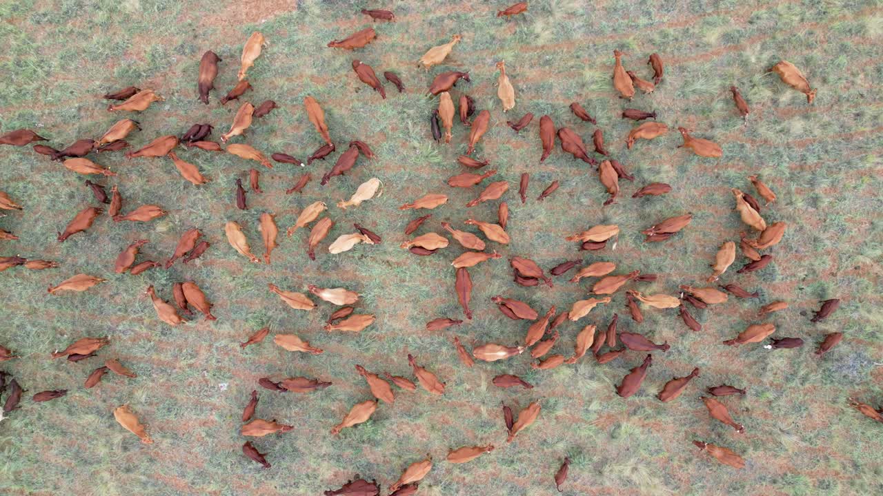 남아프리카 공화국 의 시골 농장 에서 자유롭게 사육 하는 가축 들 의 공중 사진