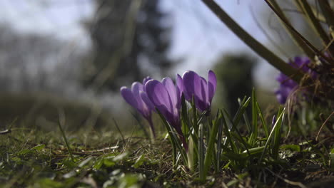 Lila-Krokus-Wächst-Im-Garten-Im-Frühling-Kurz-Vor-Ostern-4k