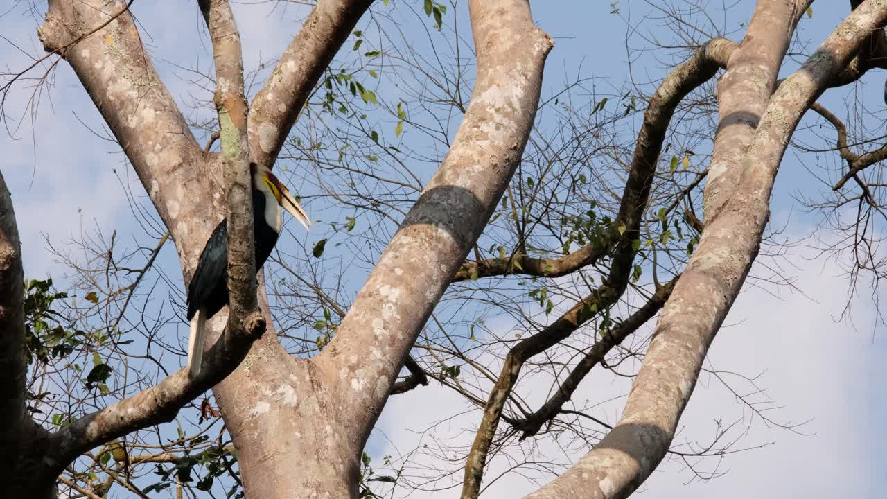 Perching on a branch of a towering tree inside a national park in Thailand, a male Wreathed Hornbill Rhyticeros undulatus is looking around from its perch.